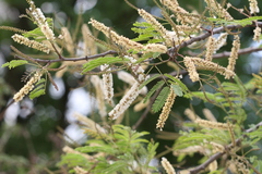 Acacia chundra